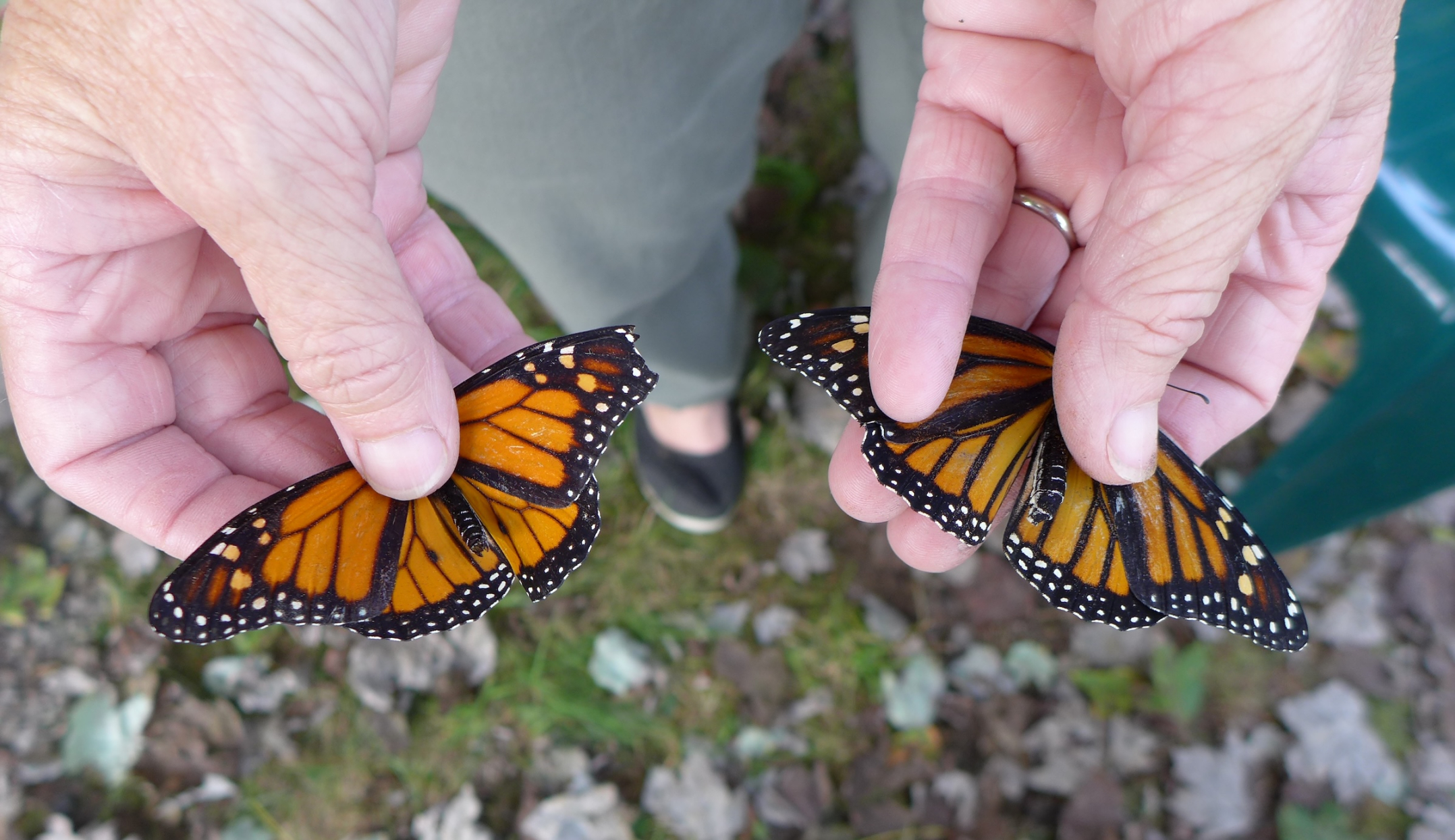 monarch butterflies
